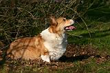 CORGI PEMBROKE 1366